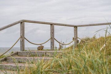 Hase auf Norderney
