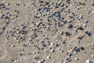 Muscheln am Strand