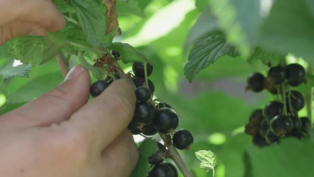 Farmer hand harvesting black currant fruits (Ribes nigrum)
