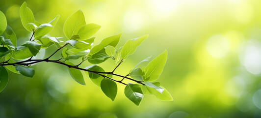 Fototapeta na wymiar frischer grüner Zweig mit Blättern vor natürlichen Hintergrund