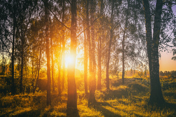 Sunset or sunrise in a spring birch forest with bright young foliage glowing in the rays of the...