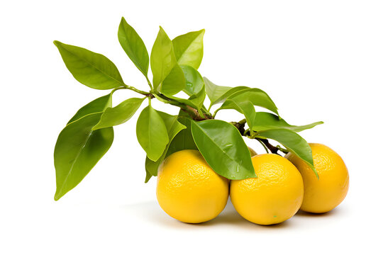 Lemons with leaves isolated on white background