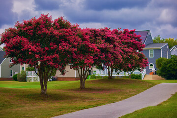 lush blooming crape myrtle trees on green lawn in a neat neighborhood - 632846233