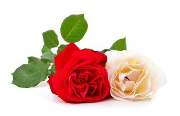 Beautiful white and red roses.