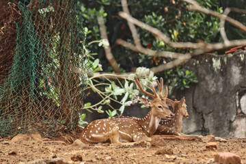 The chital or cheetal, also known as the spotted deer, chital deer and axis deer, is a deer species native to the Indian subcontinent. 
