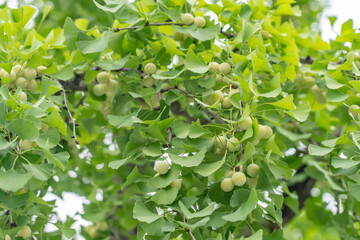 Ginkgo biloba, commonly known as ginkgo or gingko, maidenhair tree. is a species of gymnosperm tree native to China,  South Korea, Seoul, Sejongno, Gyeongbokgung
