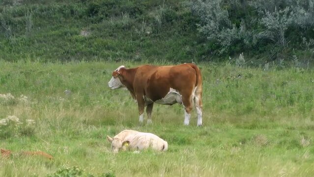 A Braford female cattle. A cross between a Hereford bull and a Brahman cow. Conversely, it can also be a cross between a Brahman bull and a Hereford cow.