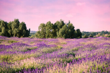 Beautiful lavender meadow under sunset sky, selective focus