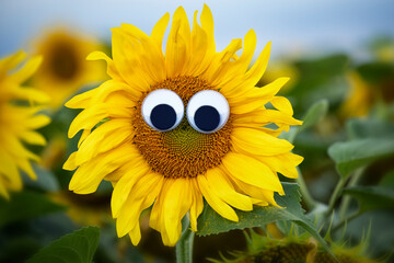 Sonnenblume mit Wackelaugen