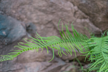 Pteris vittata,  Chinese brake, Chinese ladder brake, or simply ladder brake, is a fern species in the Pteridoideae subfamily of the Pteridaceae, Changqi Town, Chishui City, Guizhou China