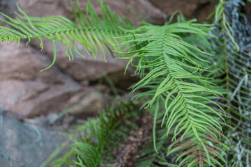 Pteris vittata,  Chinese brake, Chinese ladder brake, or simply ladder brake, is a fern species in the Pteridoideae subfamily of the Pteridaceae, Changqi Town, Chishui City, Guizhou China