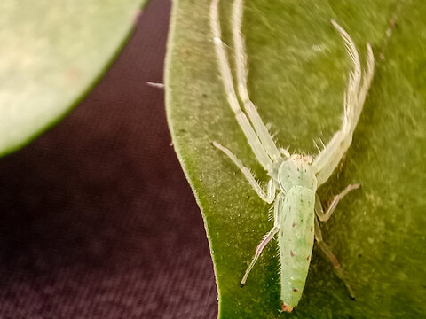 Lyssomanes viridis, commonly known as the magnolia green jumper, is a species of jumping spider of the genus Lyssomanes.