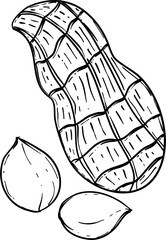 Hand Drawn Peanut Illustration Vector