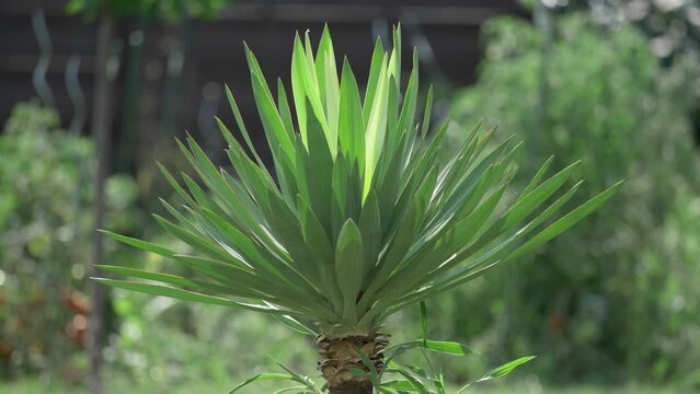 Yucca gloriosa Lone star in the garden