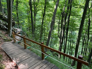 Obraz premium Walking and hiking trails in the forest park Jankovac or Count's educational trail in Jankovac - Papuk nature park, Croatia (Grofova poučna staza na Jankovcu - Park prirode Papuk, Hrvatska)