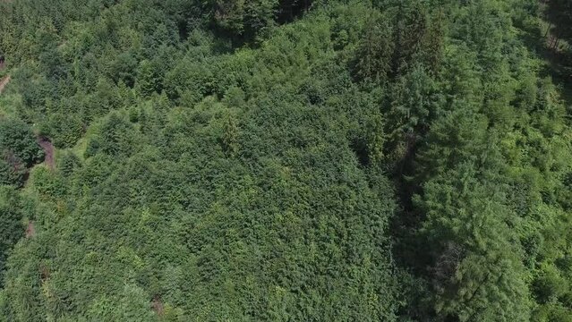 Dense forest in the mountains of southern Poland. 4K drone footage.