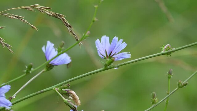 A chicory plant blowing in the summer breeze in a field.