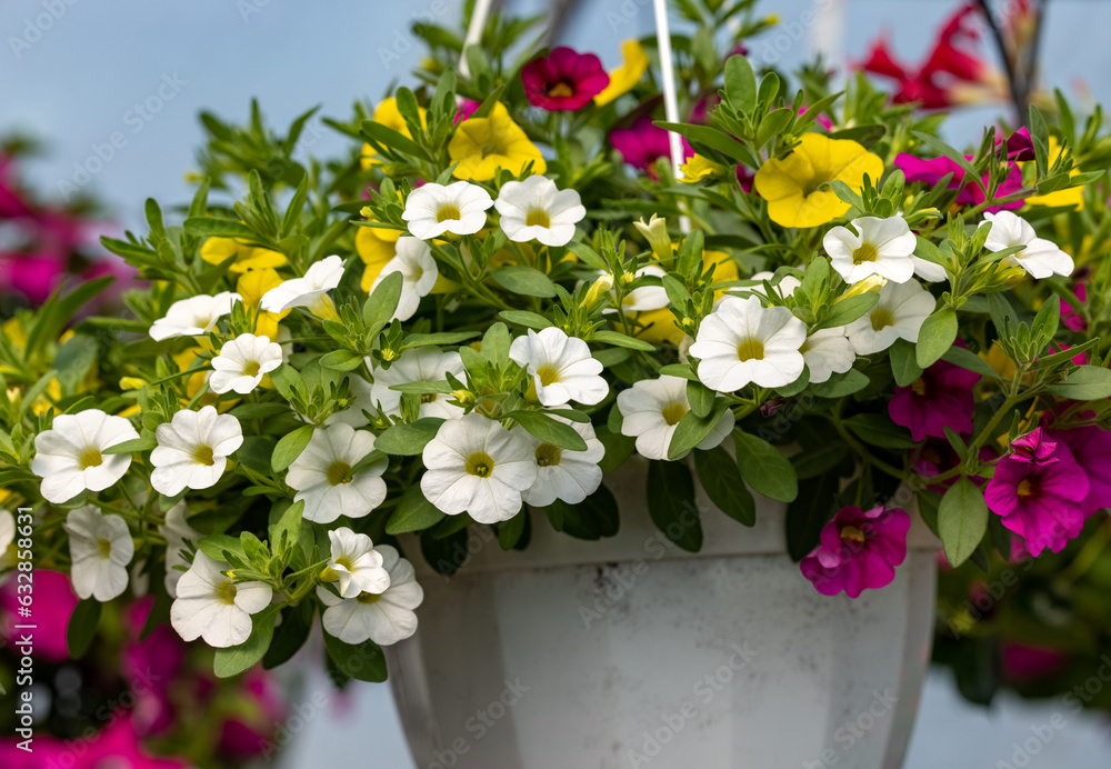 Sticker Colorful Calibrachoa or bell flower in flowerpot. Seasonal flowers