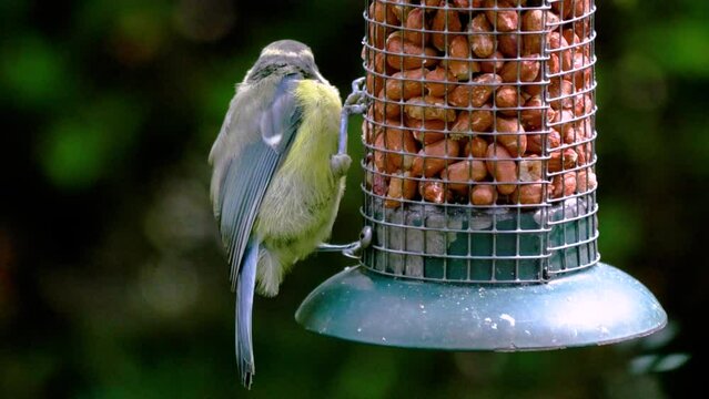 Blue Tit feeding on peanuts. Binomial - Parus Caeruleus