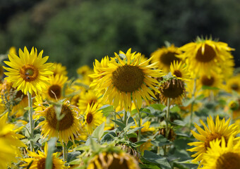 Yellow Sunflowers growing in a field. Natural sunflower background.