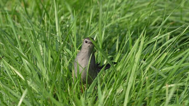 A gray catbird in the grass with an insect in its beak as it searches for food.