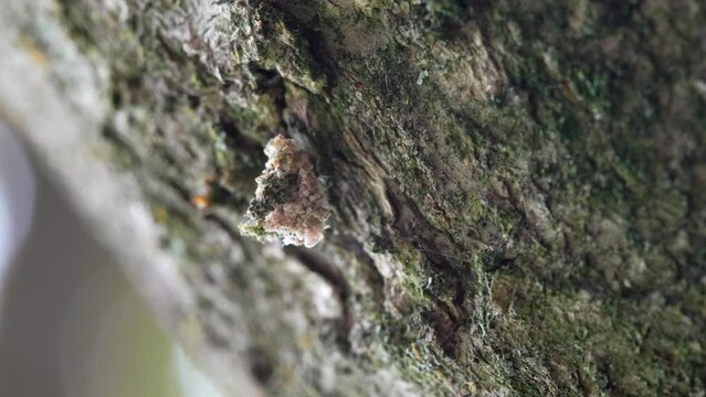 A lacewing larva covered in lichens to camouflage against its predators and prey. 