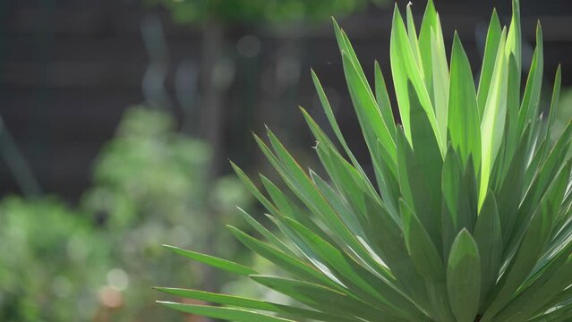 Leaves close detail of Yucca gloriosa Lone star variety