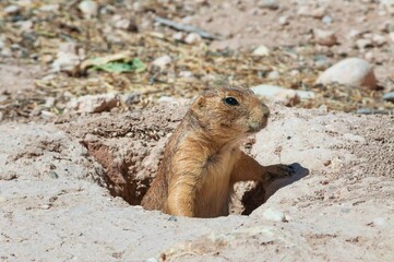 Prairie Dogs at Living Desert Zoo Gardens State Park