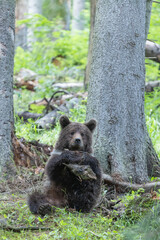 Cute brown bear in the forest sitting on the ground playing