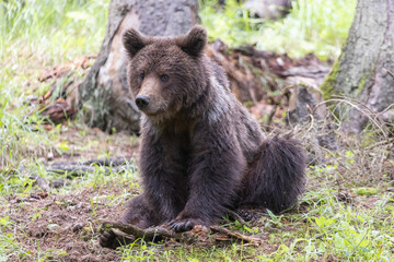 Cute brown bear in the forest sitting on the ground on its but