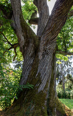 Monumental chestnut (Castanea sativa) with twisted trunk on the Garda Lake (Tignale – Garda Lake - Italy)