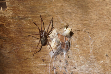 Housespider (Tegenaria), probably dust spider, dustbunny spider (Tegenaria atrica). Family funnel-web spiders (Agelenidae). On an old weathered wooden board with web and young nymphs. Summer, July, 
