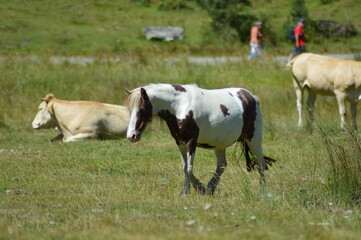 cheval en liberté - Lac d'Estaing