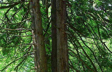 green branch of a coniferous tree. botanical garden of Batumi. Georgia