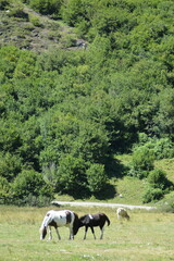 cheval en liberté - Lac d'Estaing