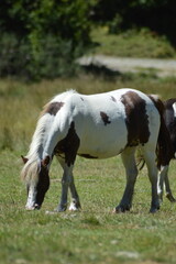 Fototapeta premium cheval en liberté - Lac d'Estaing