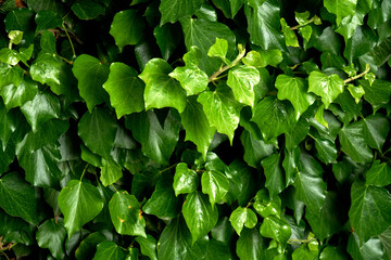 ivy on a wall