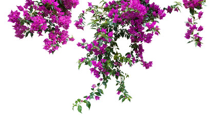 blooming hanging isolated decorative purple bougainvillea plant twigs 