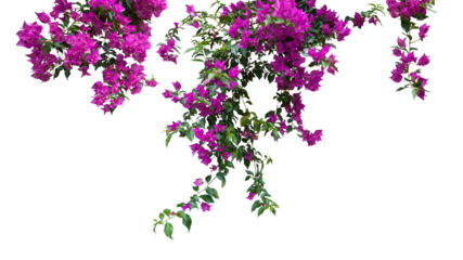 blooming hanging isolated decorative purple bougainvillea plant twigs 