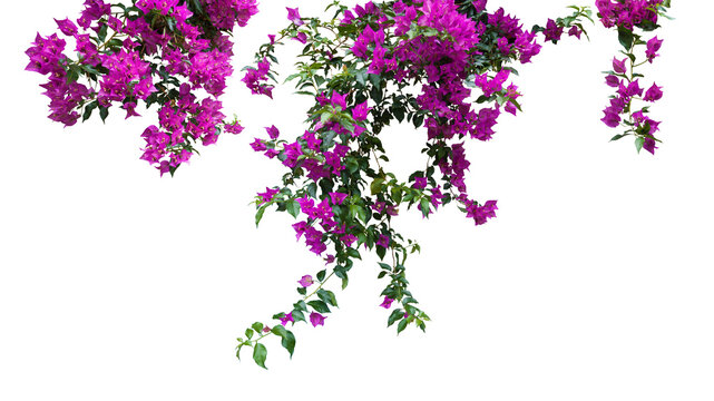 blooming hanging isolated decorative purple bougainvillea plant twigs  - Powered by Adobe