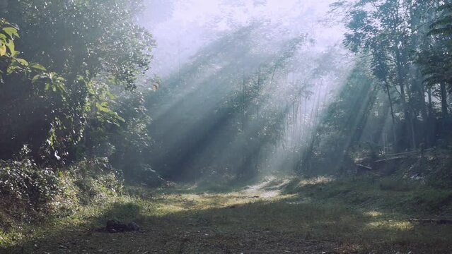 Rays of light illuminating open ground in the middle of forest