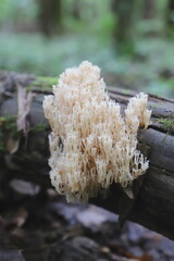 mushroom on the stump
