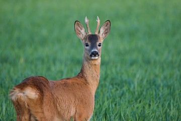 Roe deer standing in an cereal field