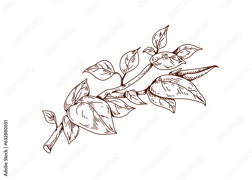 Poster leaf tree branch, etched outlined drawing. engraved contoured botanical sketch. plant twig in retro 
