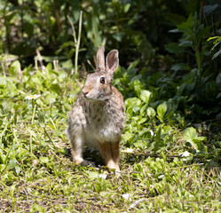 Naklejka na ściany i meble A close-up of a beautiful hare on the meadow