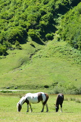Obraz premium cheval en liberté - Lac d'Estaing