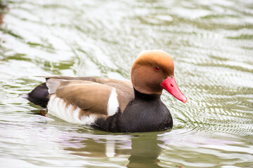 Close up of a male pochard duck in water