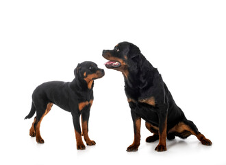 puppy rottweilerand adult  in studio