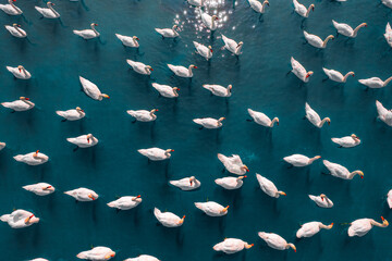 Aerial view of flock of swans - Powered by Adobe