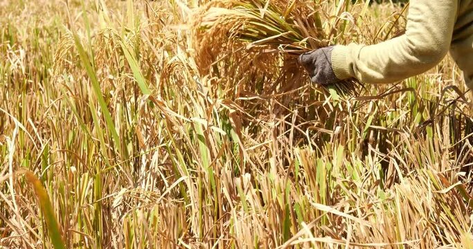Woman use sickle to reap rice panicles, close view to traditional manual crop harvesting at Bali island. Farmer lady cuts tops of high rice grass, grab the panicles with ripe grains to small sheaf